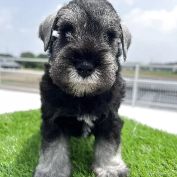 ID:2507-02433の子犬
