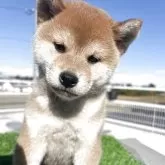 柴犬(標準サイズ)