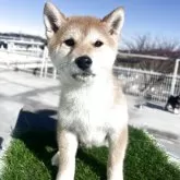 柴犬(標準サイズ)
