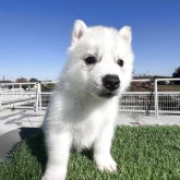 シベリアンハスキー