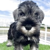 ミニチュアシュナウザー