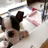 ボストンテリア