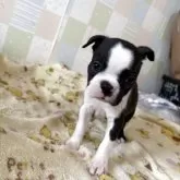 ボストンテリア