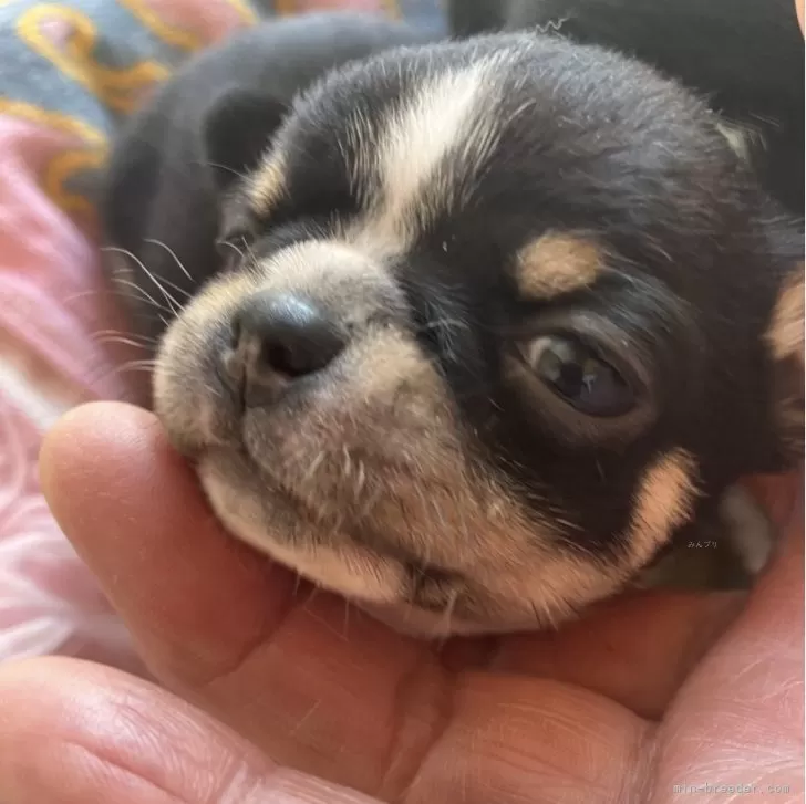 ID：2405-01888の子犬
