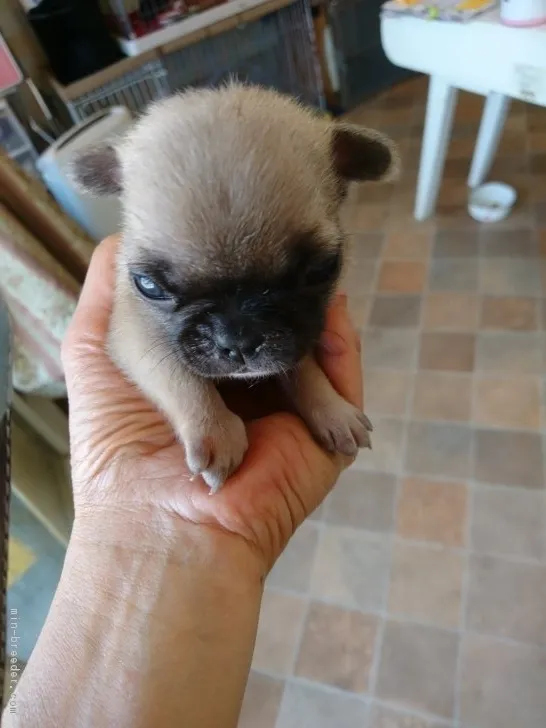 ID：1805-01774の子犬