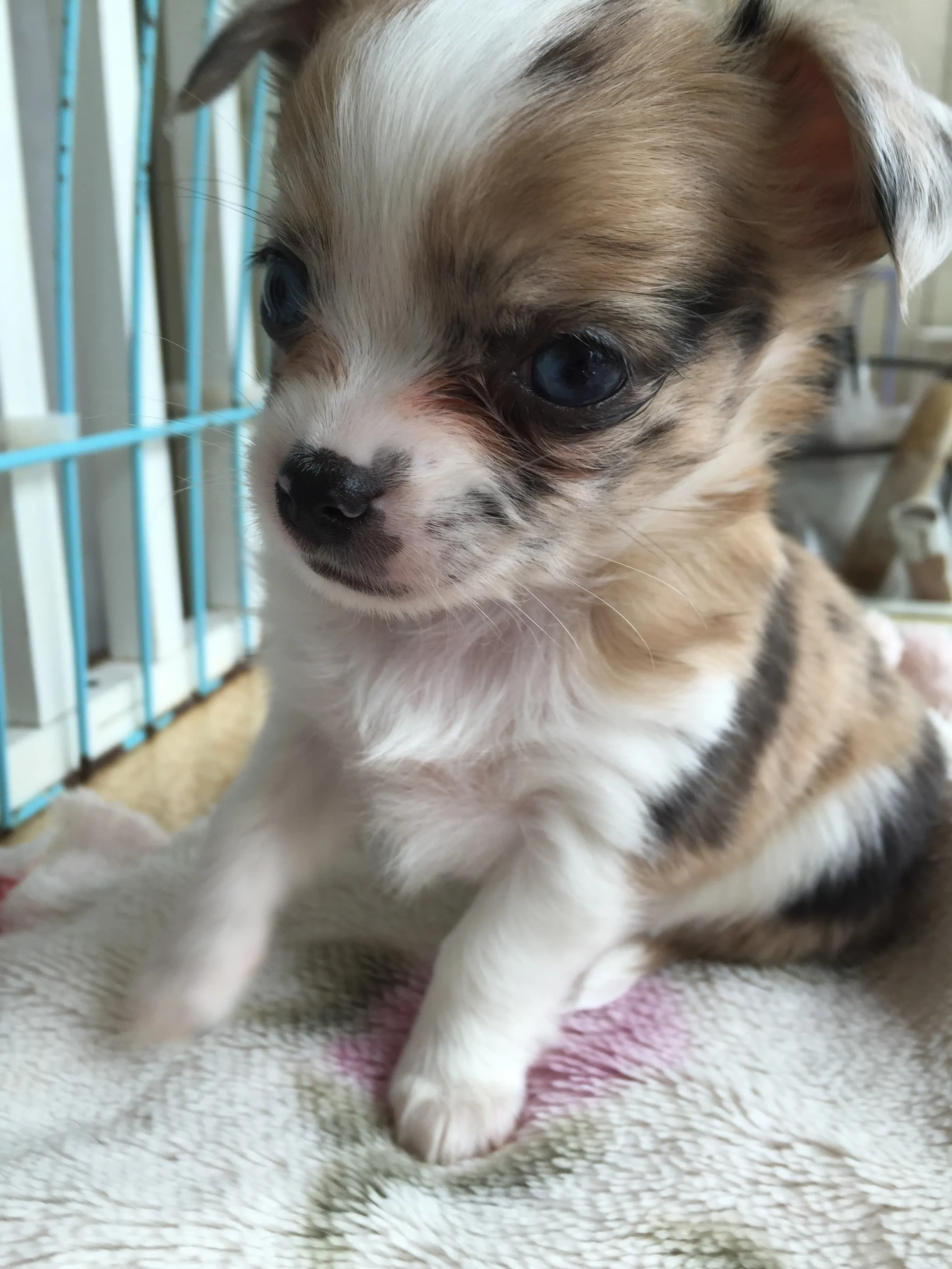 ID：1605-01074の子犬
