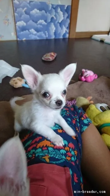 ラテラテ 様のお迎えした子犬