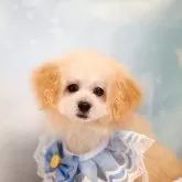 タイニープードル