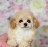 ティーカッププードル