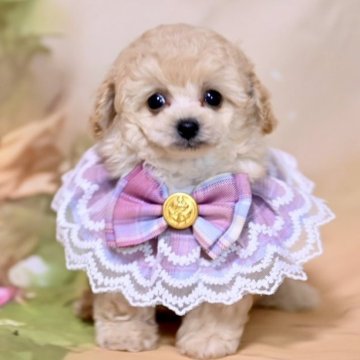 トイプードル(ティーカップ)【兵庫県・男の子・2024年4月16日・ペールフォーン】の写真「♡可愛い男の子のご紹介です♡」