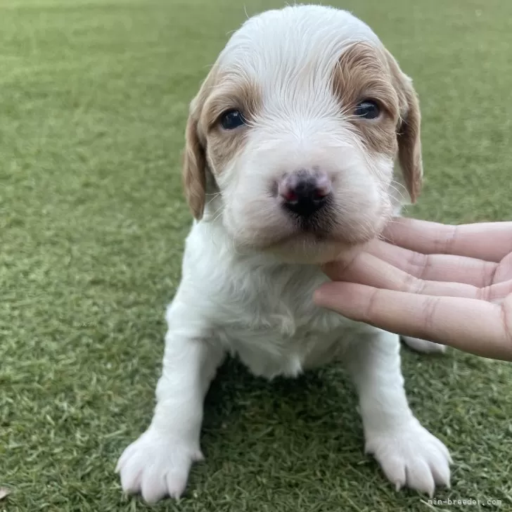 ブリタニースパニエル【広島県・女の子・2025年10月24日・白オレンジ】の写真1