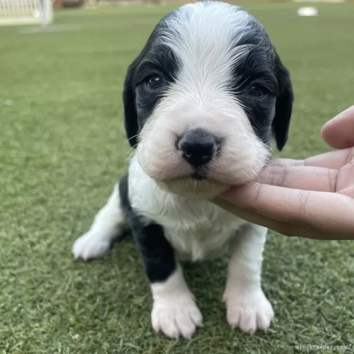 ブリタニースパニエル【広島県・女の子・2025年10月24日・白黒】の写真1