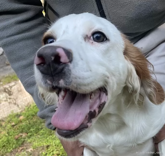 イングリッシュセッター【広島県・女の子・2025年6月17日・白オレンジ】の写真1