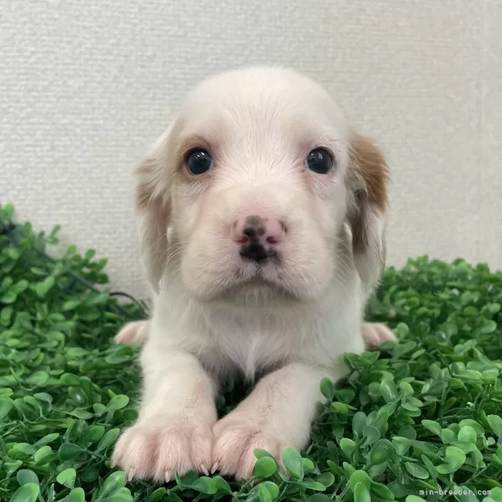ID:2507-06383の子犬