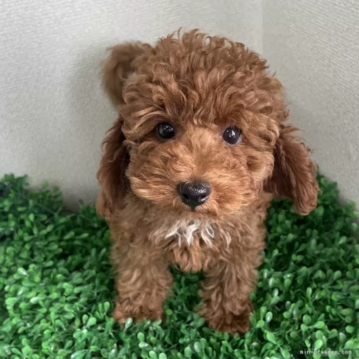 隼人 様のお迎えした子犬