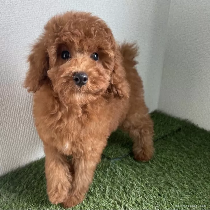 N.S 様のお迎えした子犬