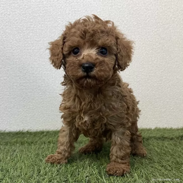 T.N 様のお迎えした子犬