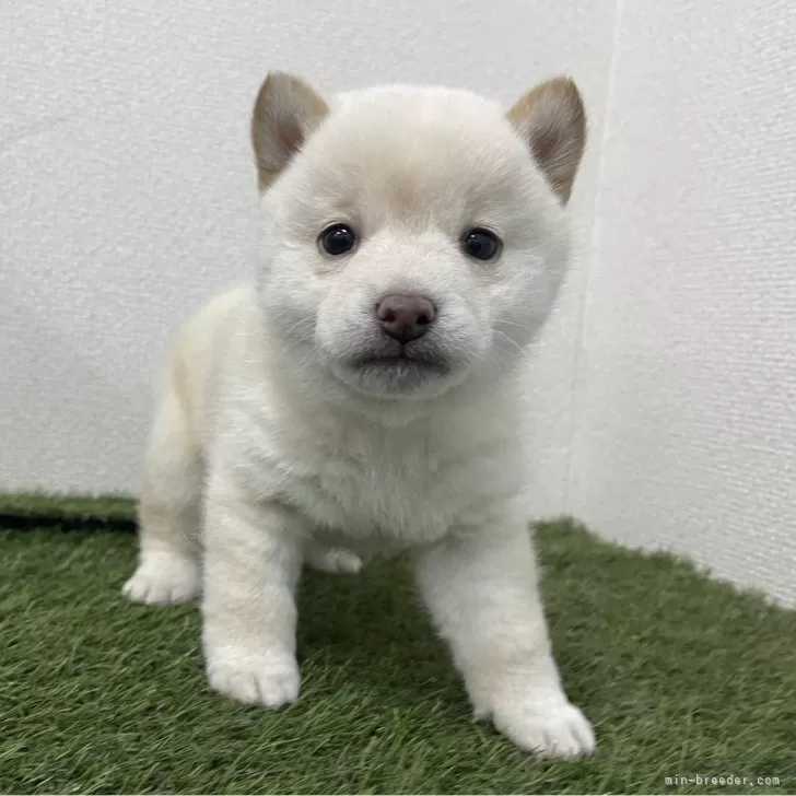 豆柴【広島県・女の子・2025年11月2日・白】の写真1