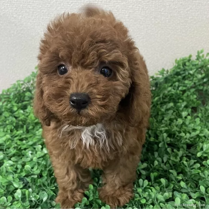 ID：2505-01110の子犬
