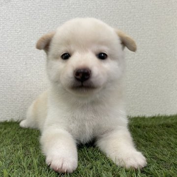 豆柴【広島県・女の子・2025年8月4日・白】の写真「💕美人な女の子💕」