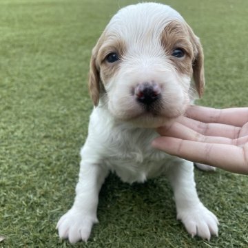 ブリタニースパニエル【広島県・女の子・2025年10月24日・白オレンジ】の写真「✨米系ブリタニーの女の子✨」