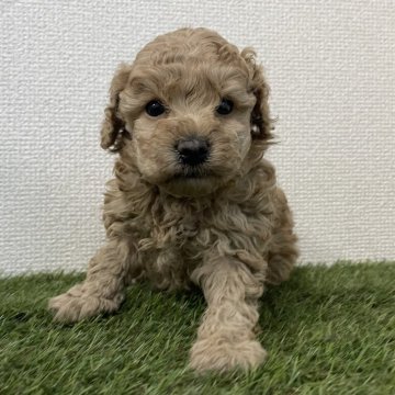 トイプードル(トイ)【広島県・女の子・2025年11月4日・アプリコット】の写真「💕可愛い女の子💕」