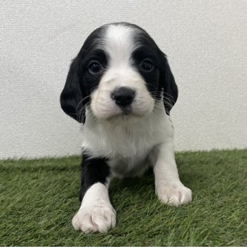 ブリタニースパニエル【広島県・女の子・2025年10月24日・白黒】の写真「✨米系ブリタニーの女の子✨」