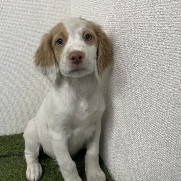 ブリタニースパニエル【広島県・男の子・2025年9月13日・白オレンジ】の写真「✨元気いっぱい米系ブリタニー男の子✨」