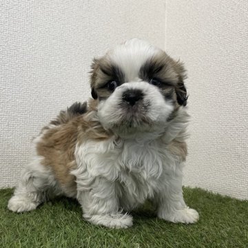 シーズー【広島県・男の子・2025年10月7日・ホワイト&ゴールド】の写真「✨コロコロボディの男の子✨」