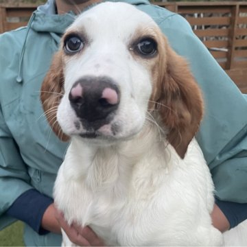 イングリッシュセッター【広島県・女の子・2025年6月17日・白オレンジ】の写真「💕骨格しっかり✨美人な女の子💕」