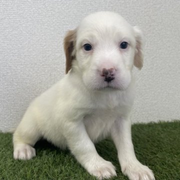 イングリッシュセッター【広島県・男の子・2025年7月7日・白オレンジ】の写真「骨格しっかり‼️フィールド系セターの男の子✨」