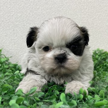 シーズー【広島県・女の子・2025年3月16日・ホワイト&ゴールド】の写真「💕可愛い女の子💕」