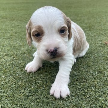 ブリタニースパニエル【広島県・女の子・2025年10月24日・白オレンジ】の写真「✨米系ブリタニーの女の子✨」