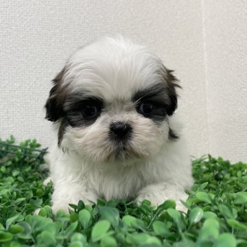 シーズー【広島県・女の子・2024年12月21日・ホワイト&ゴールド】の写真「💕可愛い女の子💕」