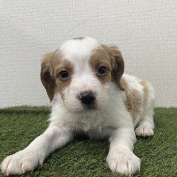 ブリタニースパニエル【広島県・女の子・2025年10月24日・白オレンジ】の写真「✨米系ブリタニーの女の子✨」