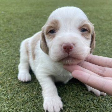 ブリタニースパニエル【広島県・女の子・2025年10月24日・白オレンジ】の写真「✨米系ブリタニーの女の子✨」