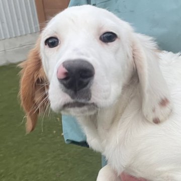 イングリッシュセッター【広島県・女の子・2025年6月17日・白オレンジ】の写真「💕骨格しっかり✨美人な女の子💕」