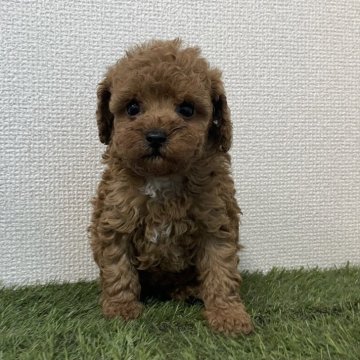 トイプードル(トイ)【広島県・女の子・2025年9月24日・レッド】の写真「💕元気いっぱいの女の子💕」