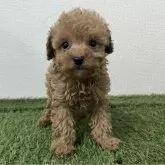 タイニープードル