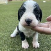 ブリタニースパニエル