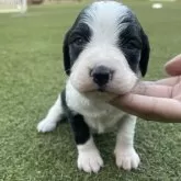 ブリタニースパニエル【広島県・女の子・2025年10月24日・白黒】の写真1