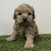 トイプードル(トイ)