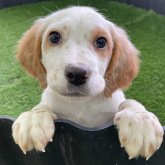 イングリッシュセッター