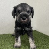 ミニチュアシュナウザー