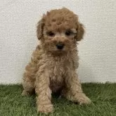 タイニープードル