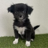 チワワ(ロング)