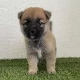豆柴