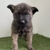 甲斐犬