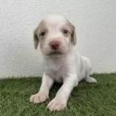 ブリタニースパニエル