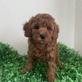 トイプードル(トイ)